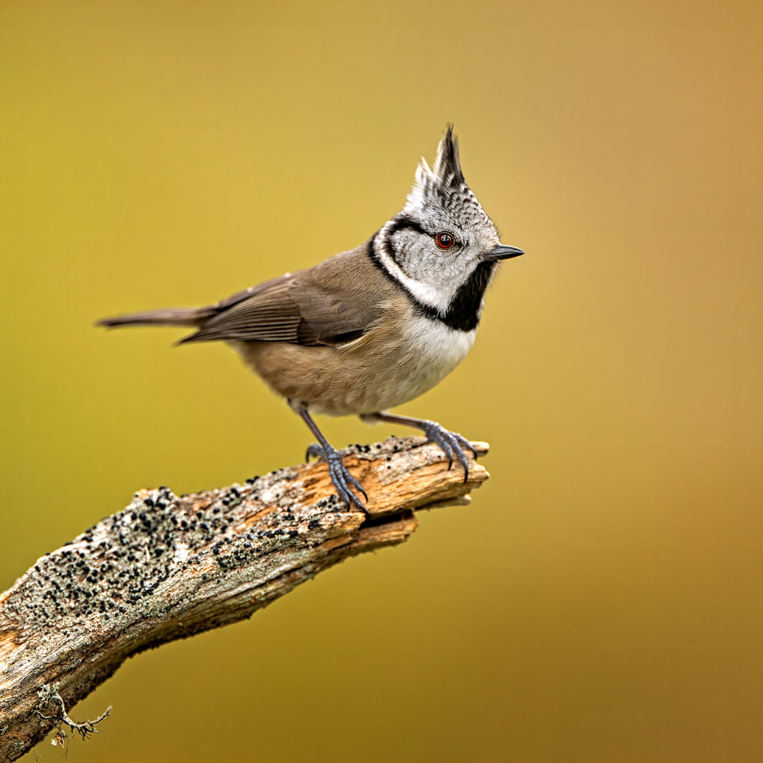 Crested tit