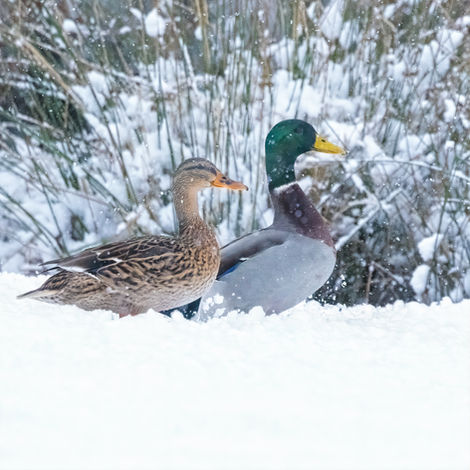 Mr. & Mrs. Duck copy.jpg