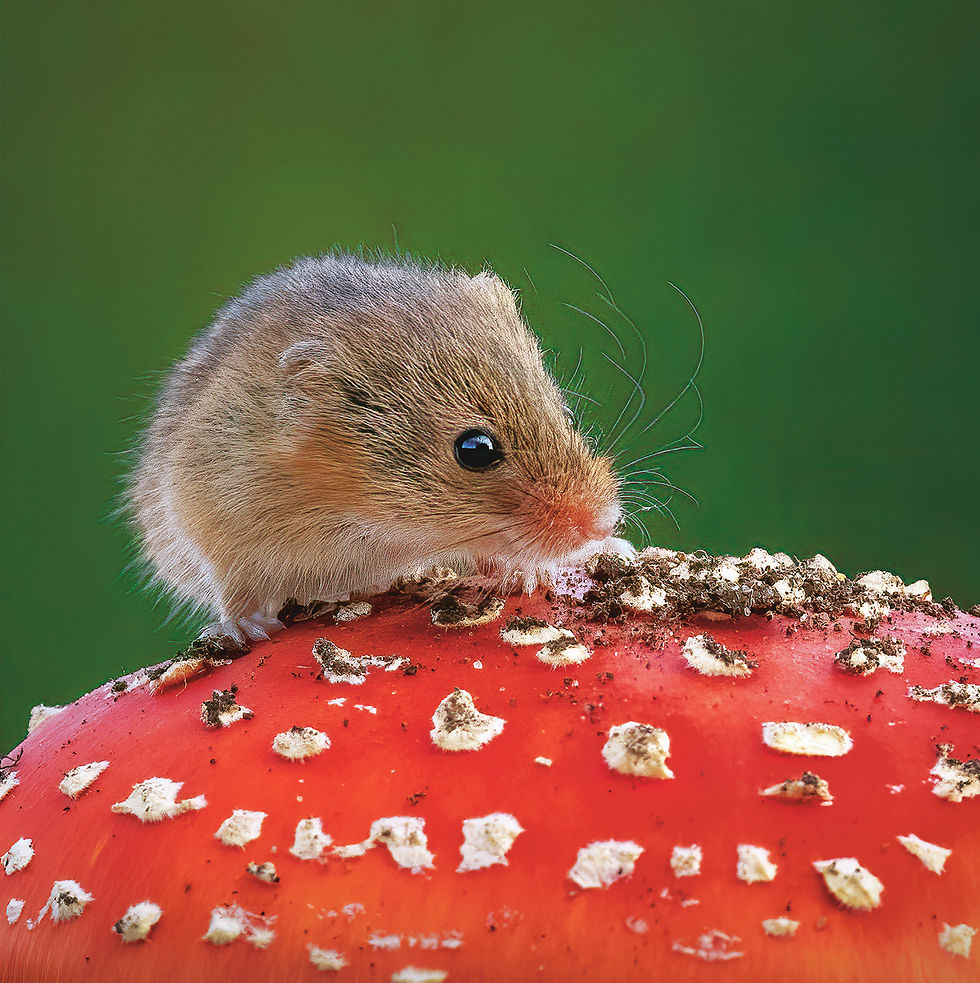 Mouse on a mushroom close-up card