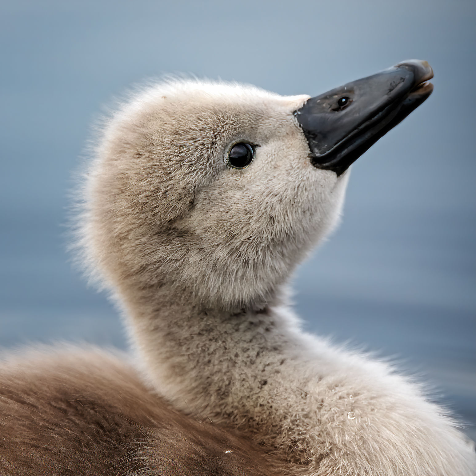 Fluffy Horizons
