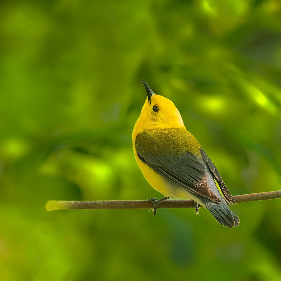 Prothonotory warbler card