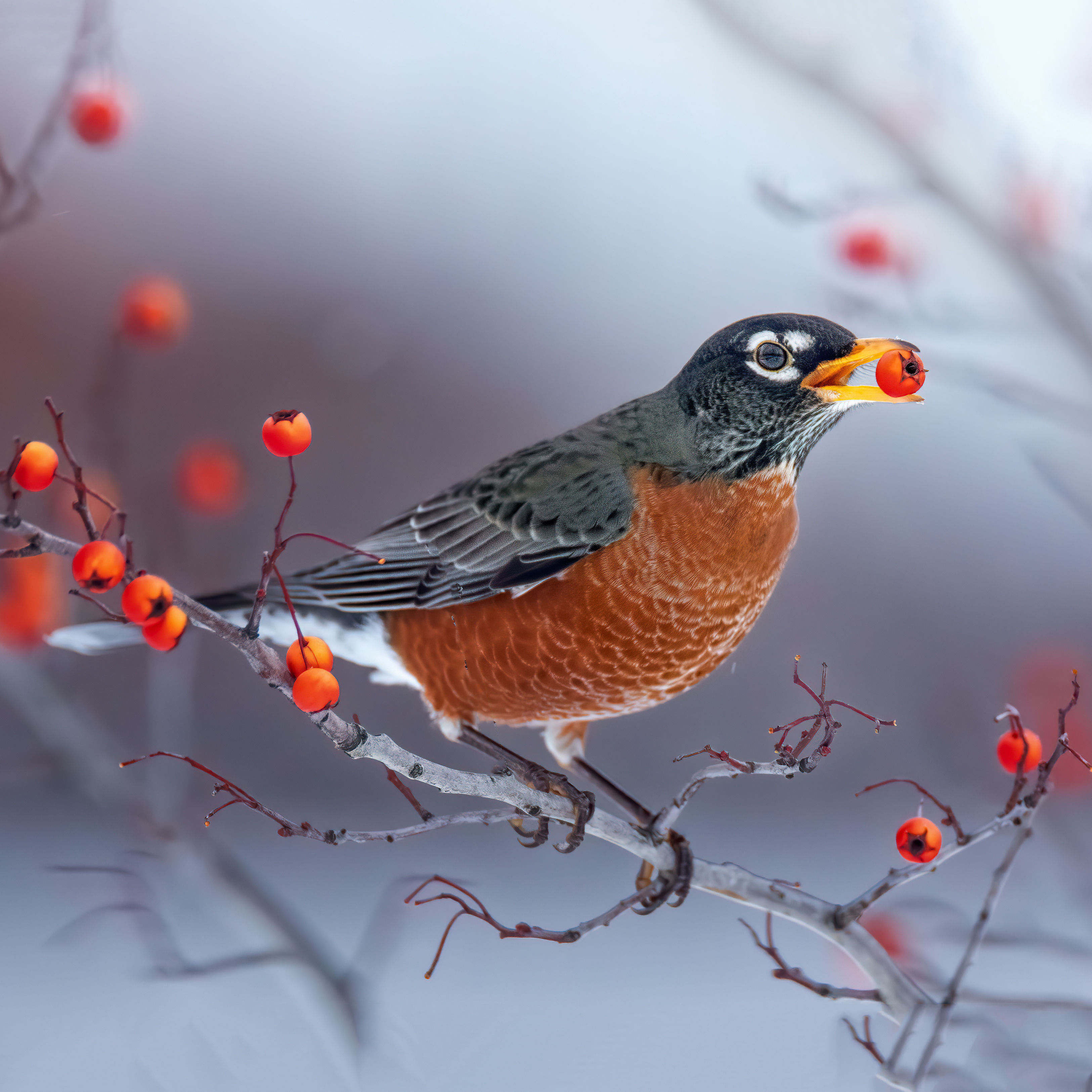 American robin