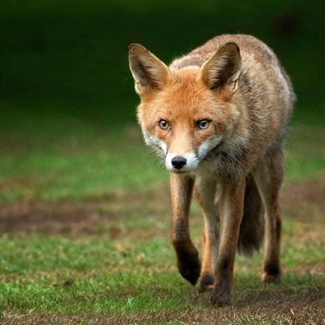 Red fox, garden, urban, England