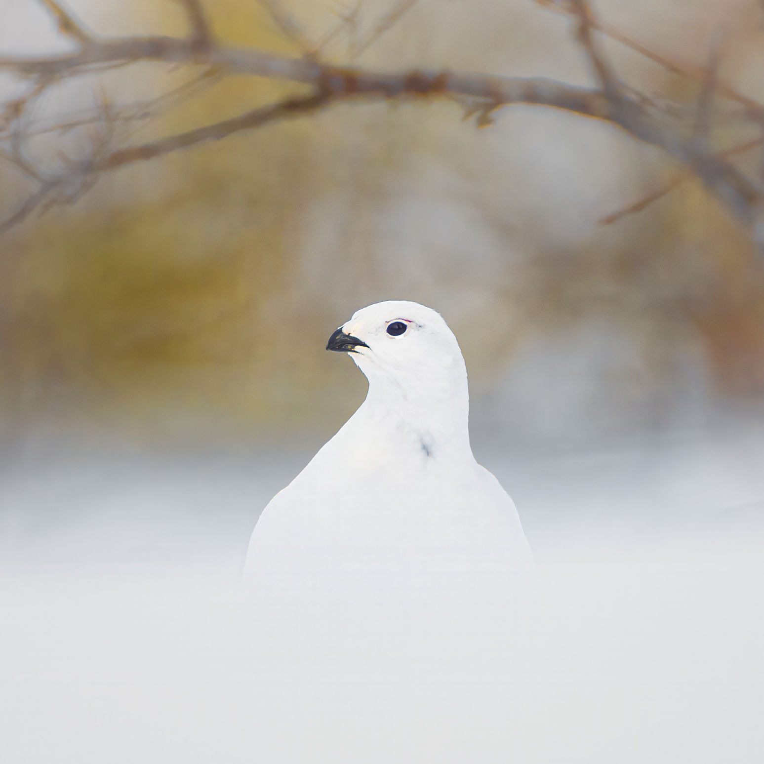 Vanishing into Winter