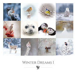 Winter Dreams 1 badge copy.jpg