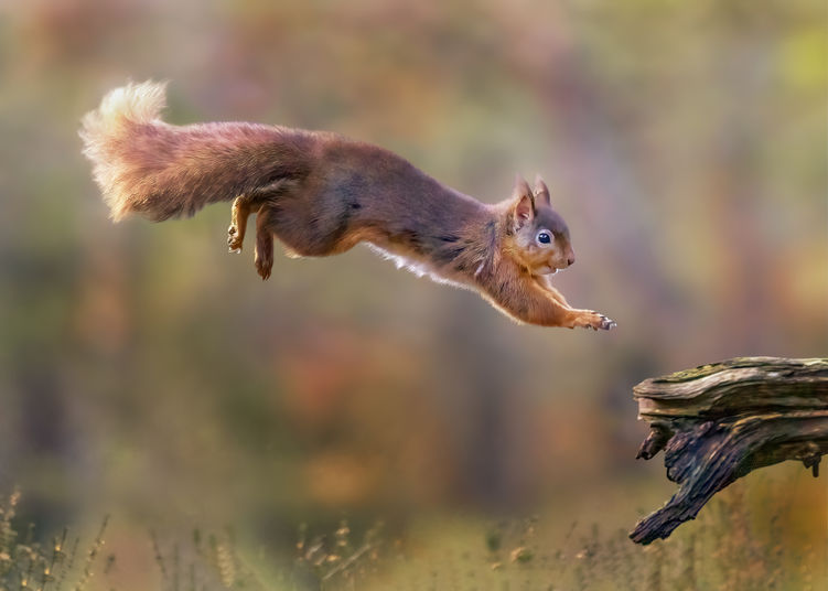 Landing squirrel 7 background copy.jpg