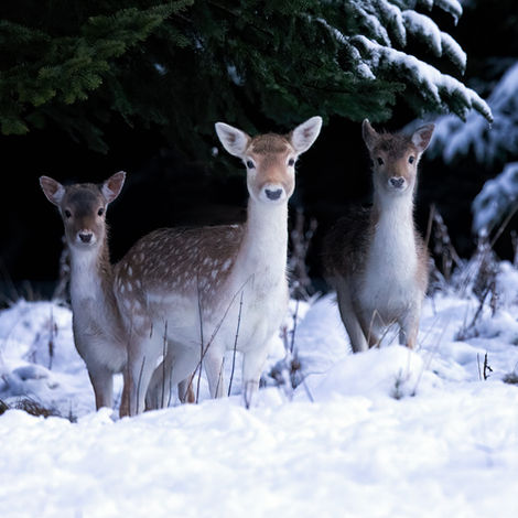 female fallow deer copy.jpg
