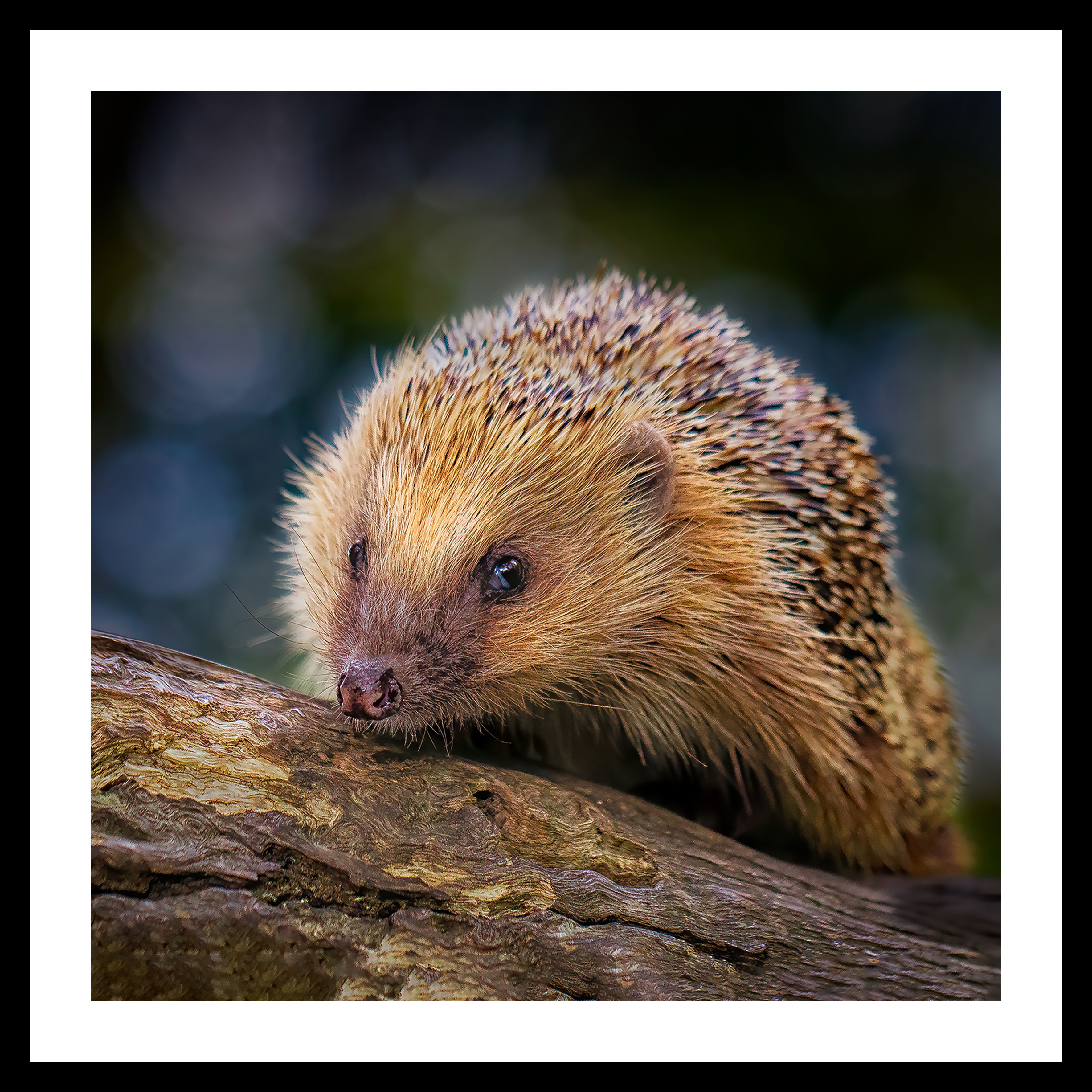 A Prickly Personality | Wholesale options