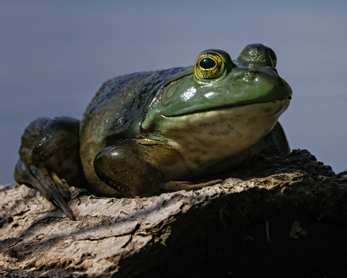 Bullfrog copy.jpg