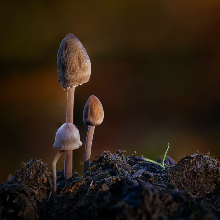 Petticoat mottlegill mushroom, New Forest, England
