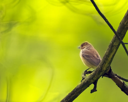 female indigo bunting copy.jpg