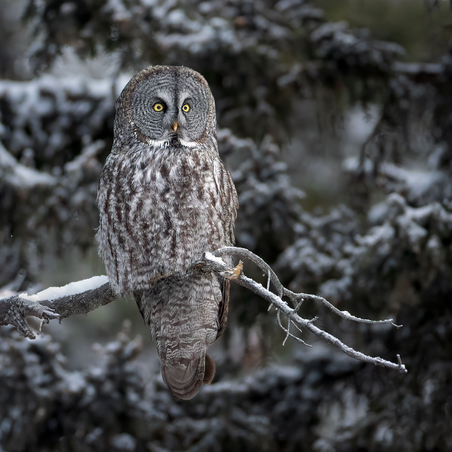 Keeper of the Woods