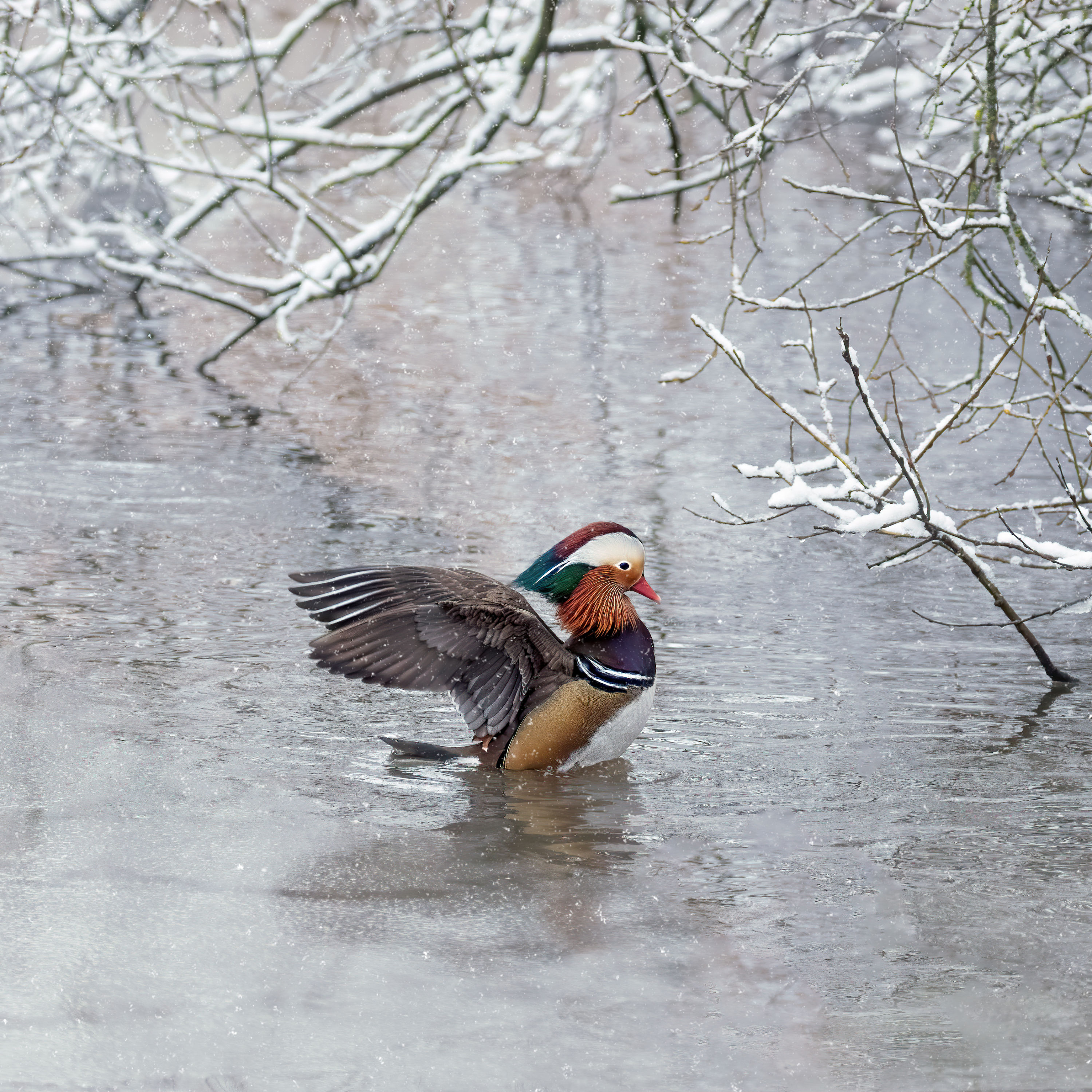 A Frozen Sanctuary