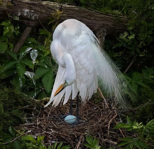 snowy egret with egg copy.jpg