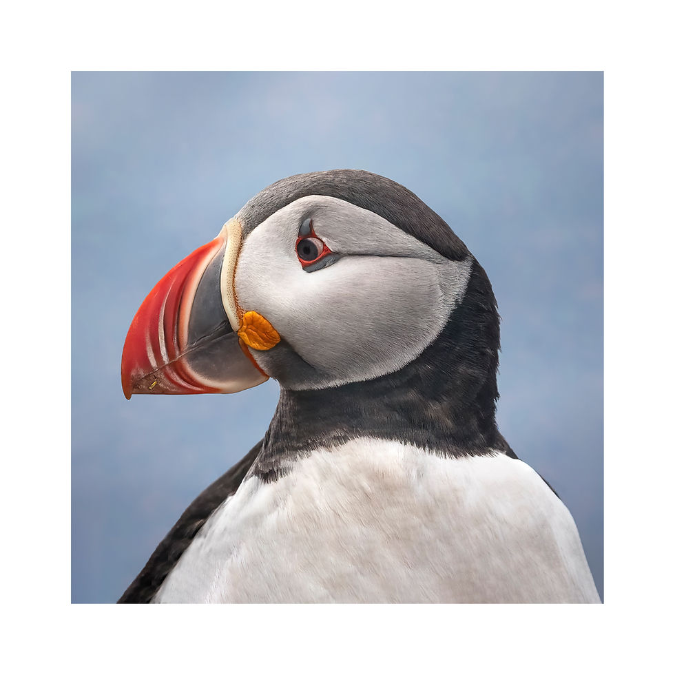 Thumbnail: Puffin Portrait