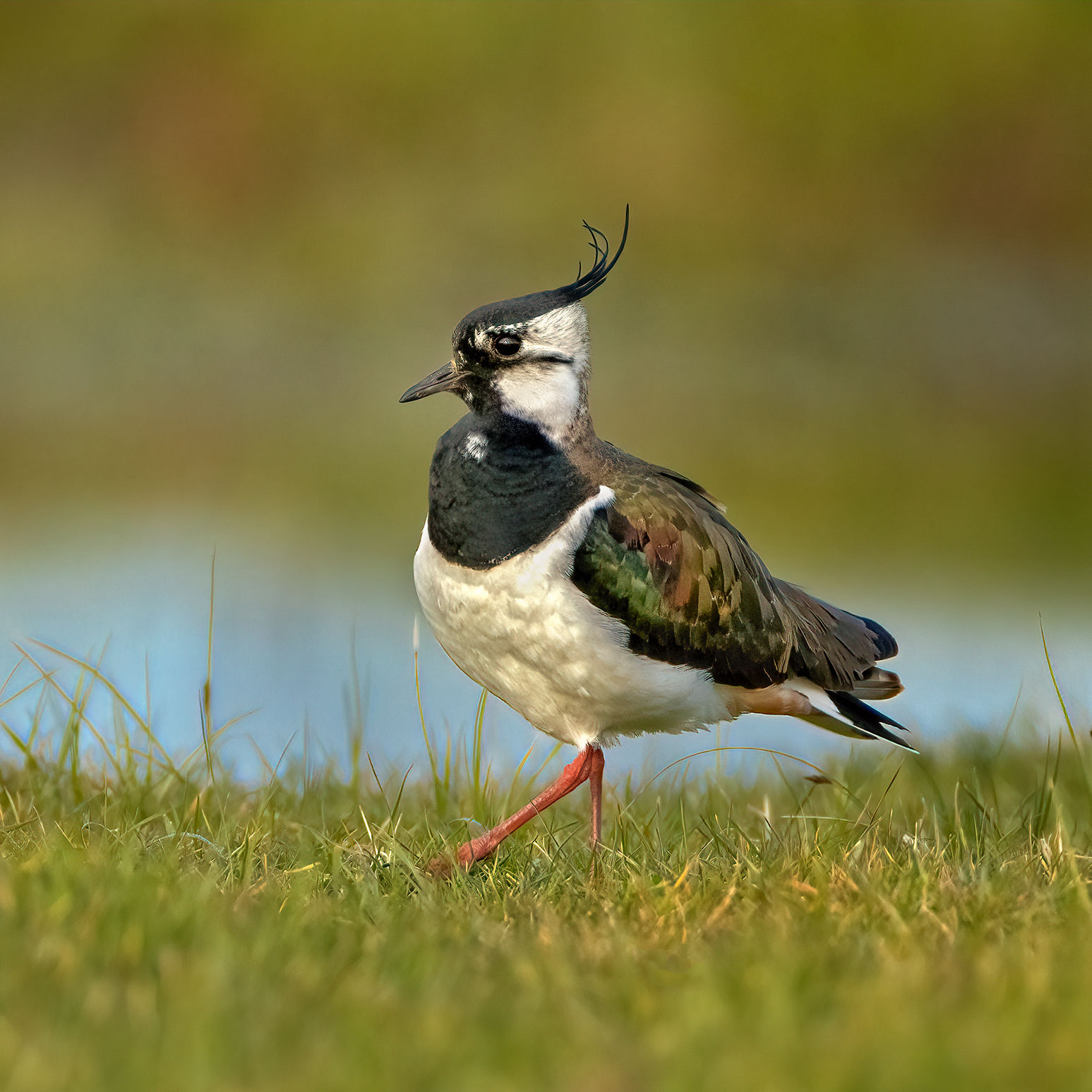 Struttin' his Stuff
