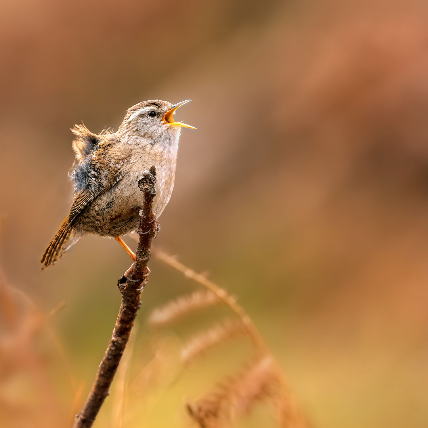 Singing Wren