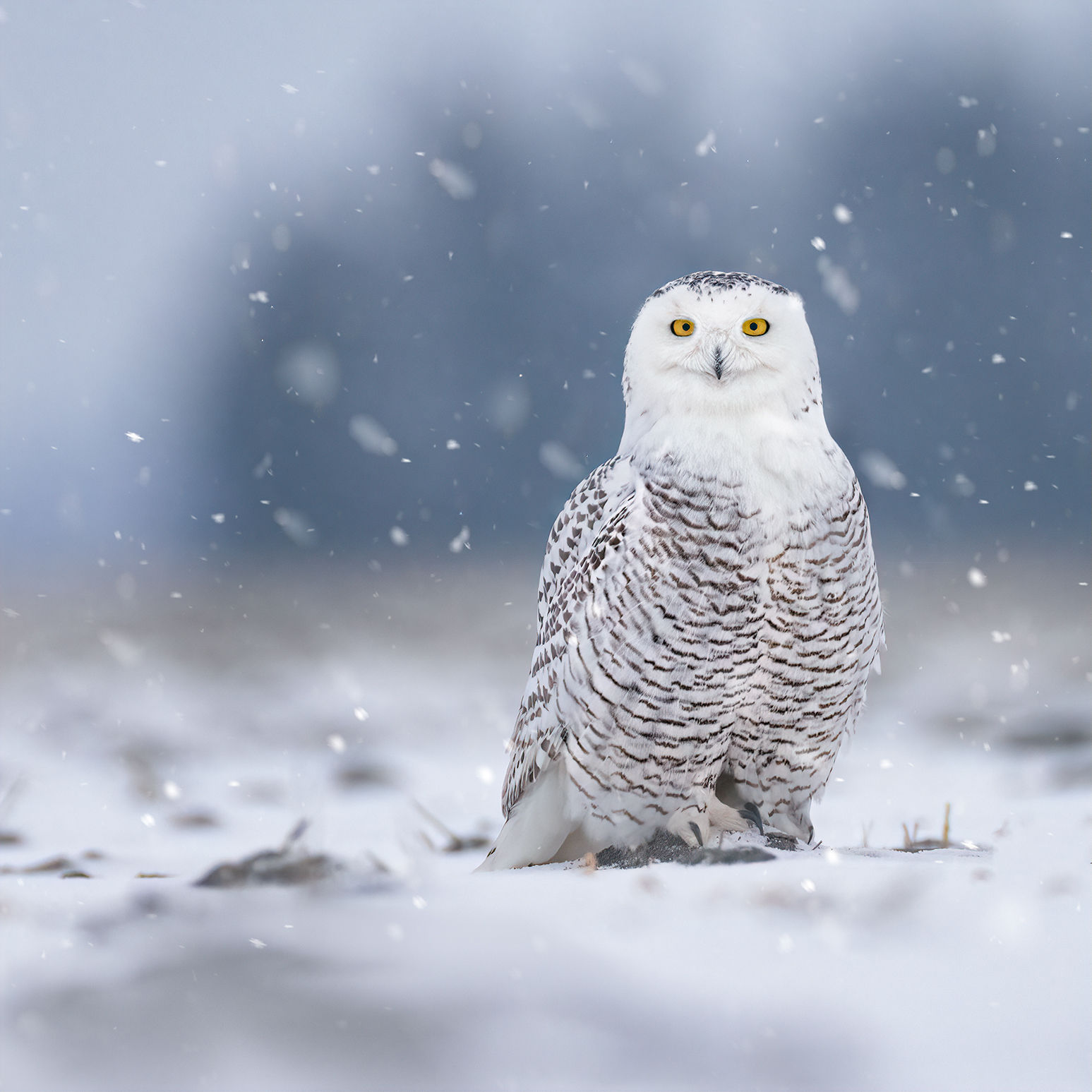 Ghost of the Tundra