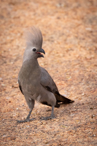 Grey cockatiel.jpg