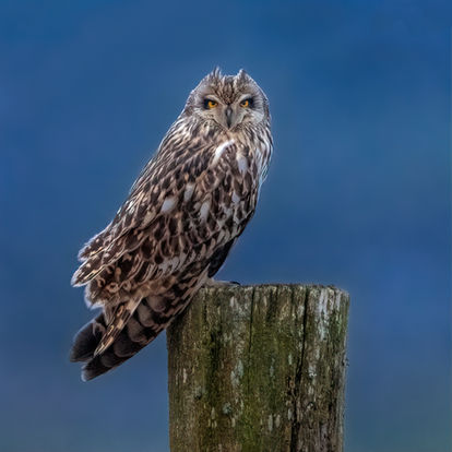 Short-eared owl staredown copy.jpg