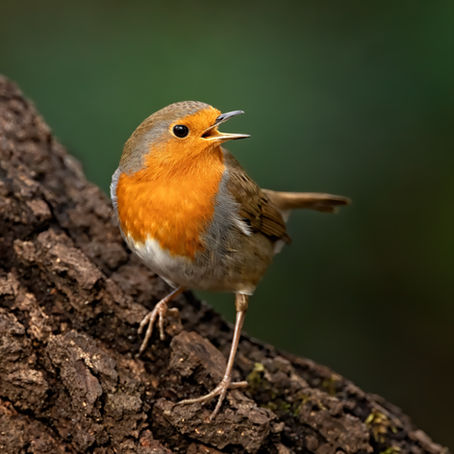 Robin, England