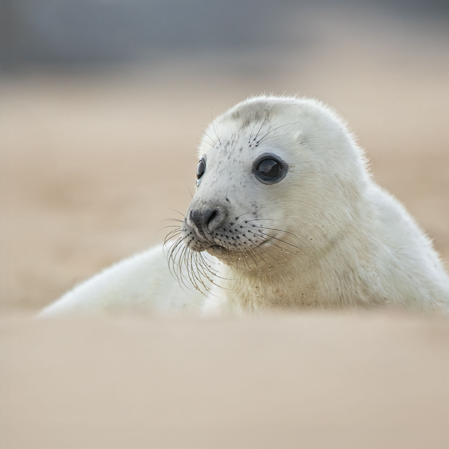 Grey seal pup