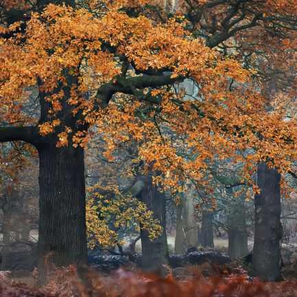 English Oak, England, Richmond Park