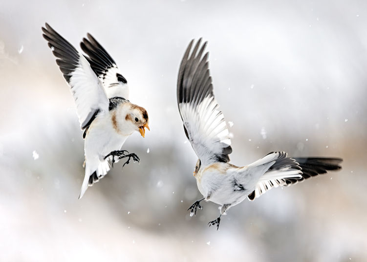 fighting buntings copy.jpg