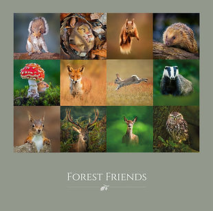 Forest Friends badge.jpg