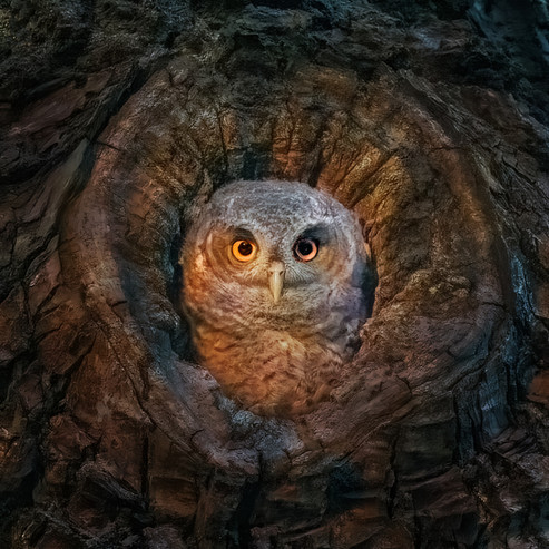 Screech owl in hole 2 copy.jpg