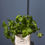 Thumbnail: Herb Planters