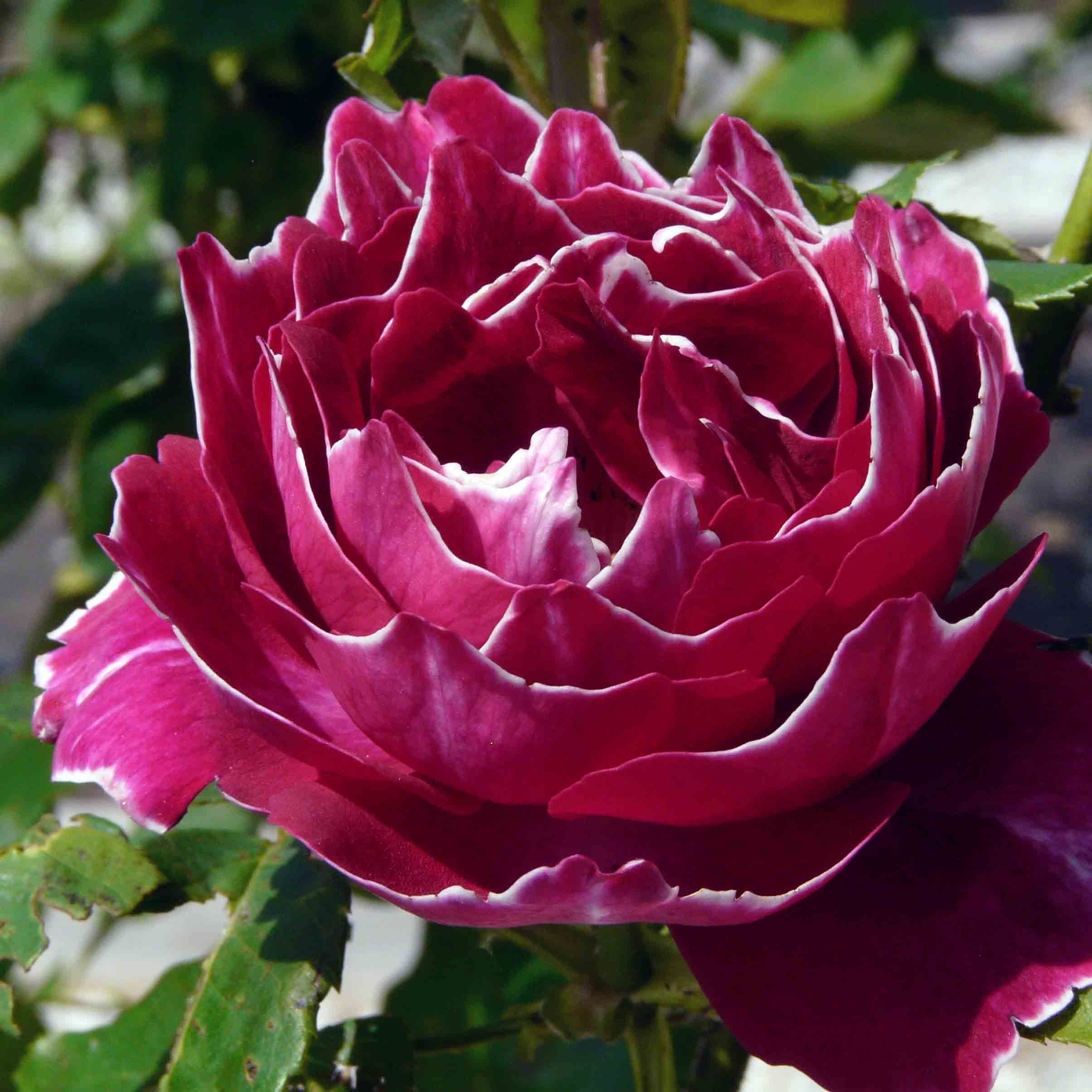 БАРОН ЖИРО ДЕ ЛЕН