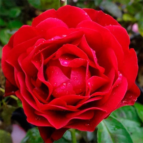 Миниатюра: КОРОЛЬ АРТУР