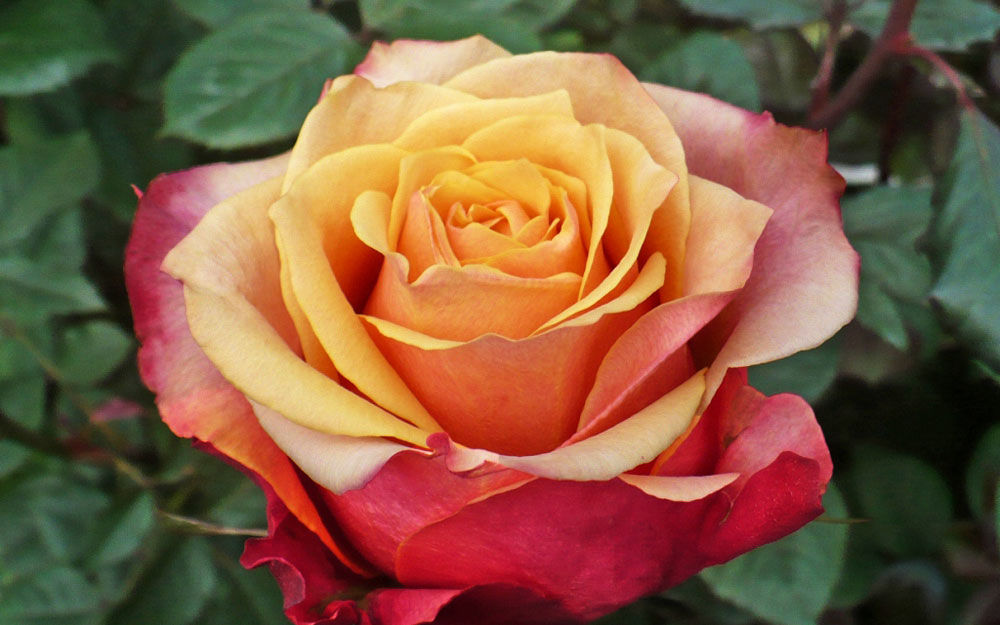 ЧЕРРИ БРЕНДИ