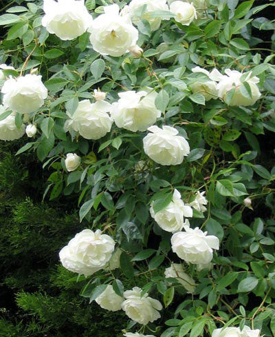 Миниатюра: АЙСБЕРГ