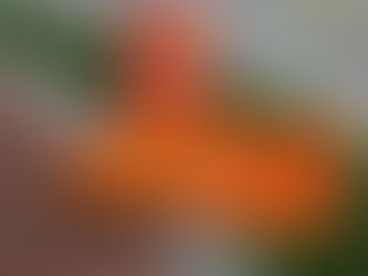 OverlookedFloridaContractorExamTopicsGuide