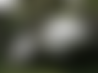 Cantos Proféticos VII / Vicente Zito Lema