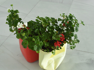 Vivir en Maimara / Rodolfo Kusch