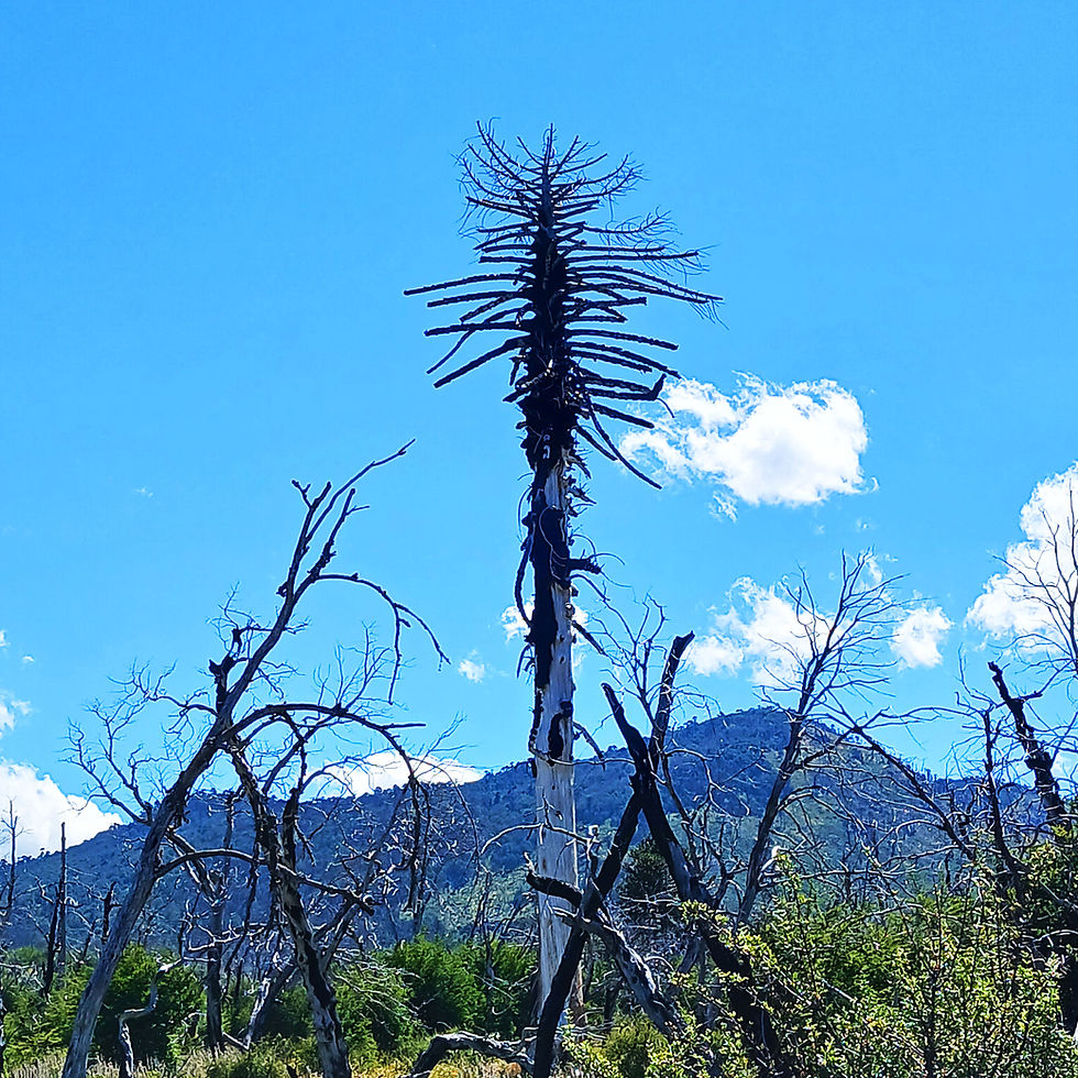 Sun Wukong. Pehuén. 2026