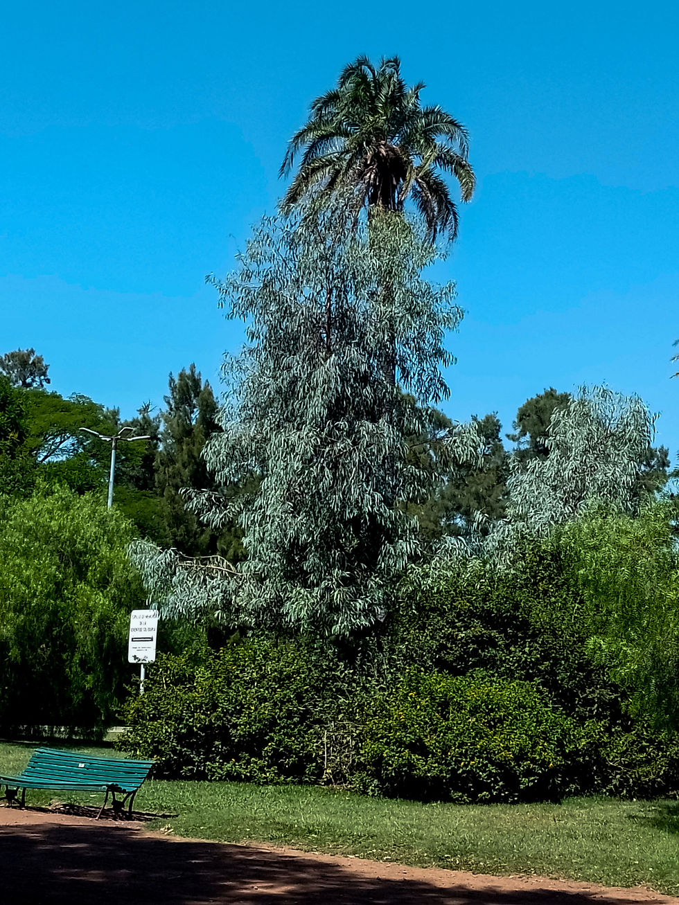 Había una vez un árbol / Verónica Scardamaglia