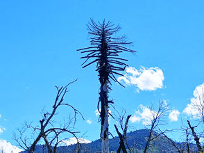 Lágrimas del Ñorquinco / Sun Wukong - El mono consciente del vacío