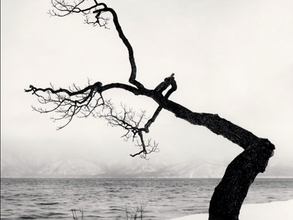 Torpeza elemental / v. Nicolás Koralsky