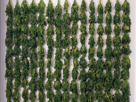 ENERO una novela de Sara Gallardo / Cynthia Eva Szewach