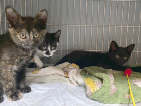 親猫2匹のTNRと子猫3匹の保護