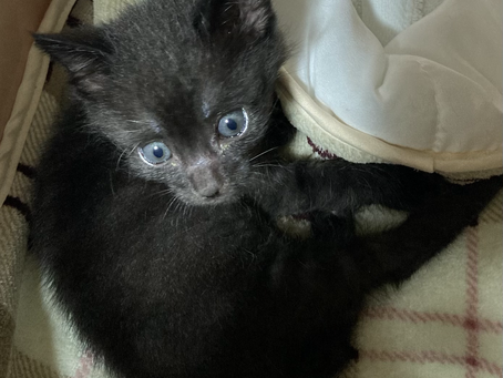 かぶちゃん、出ました‼️コクシ
