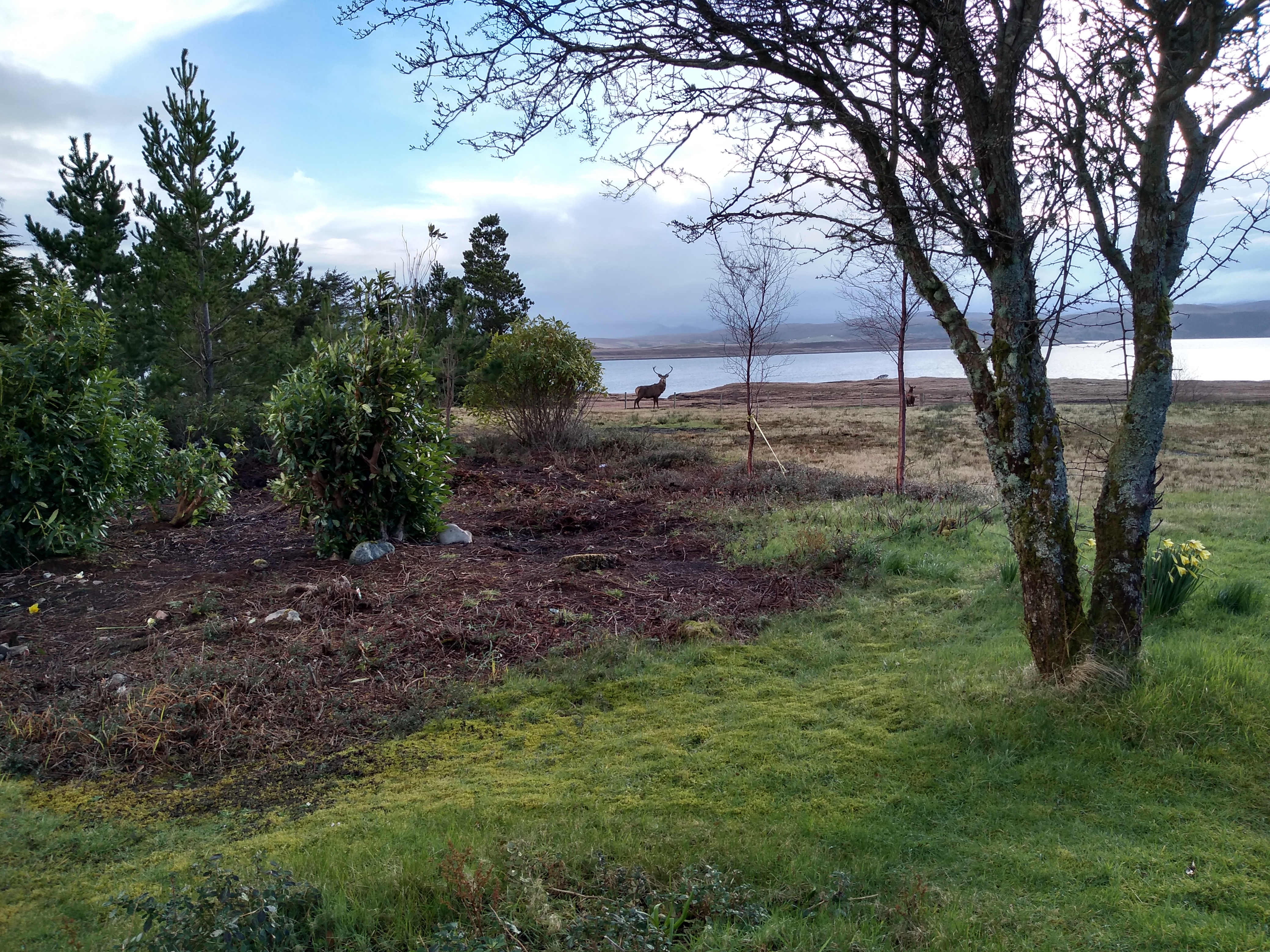 Stag in the foreground