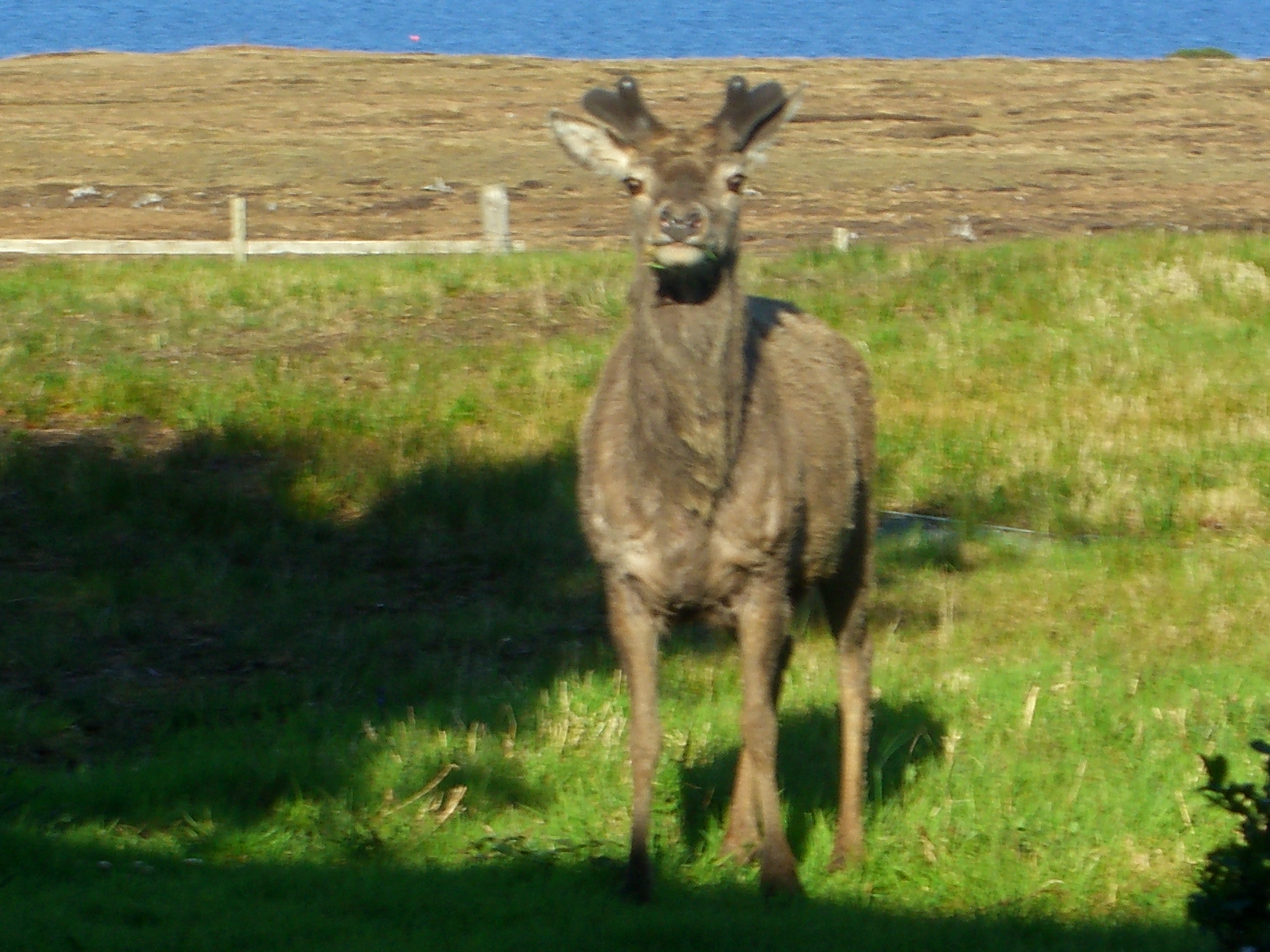 Inquisitive guest
