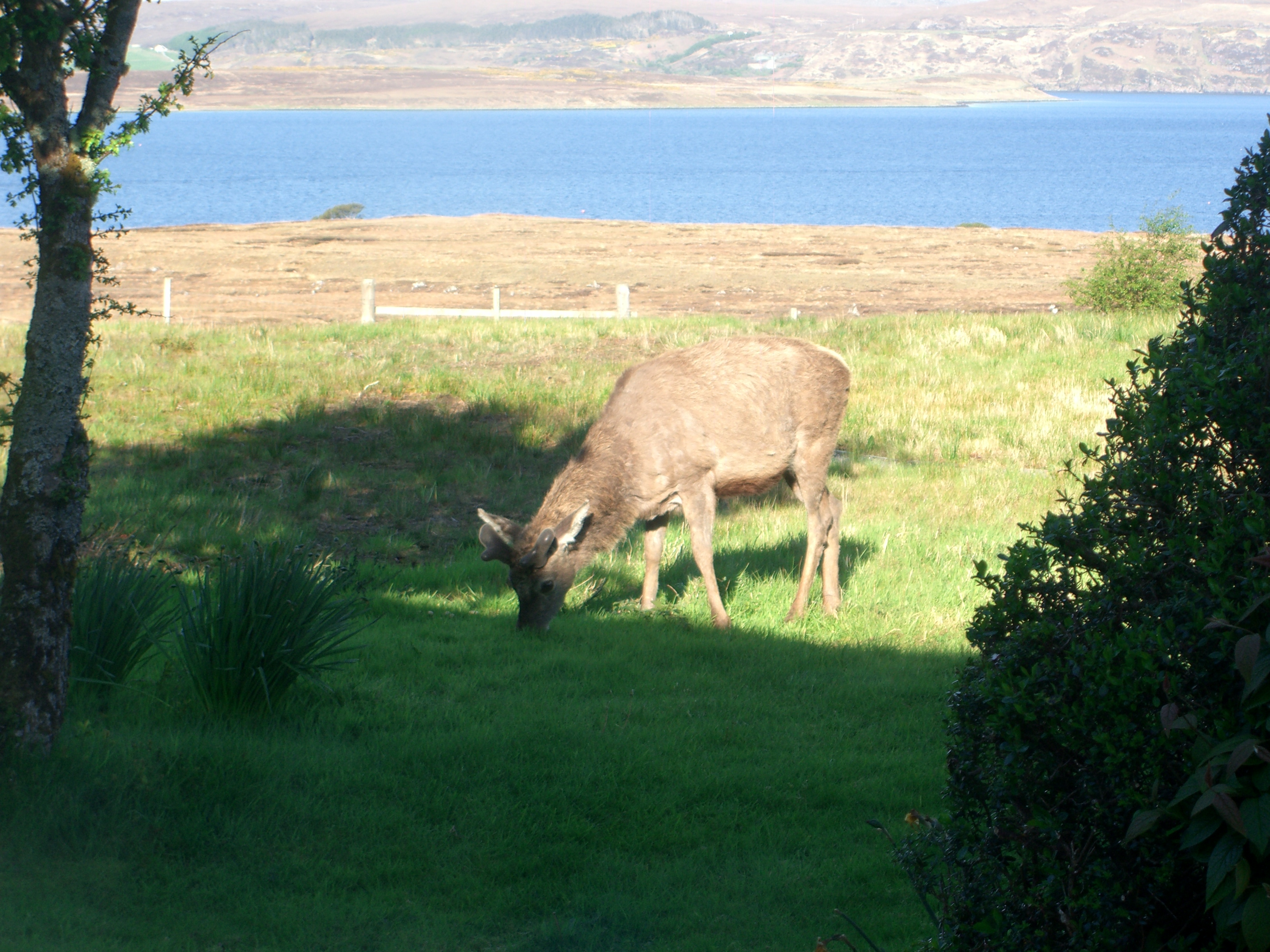 Grazing