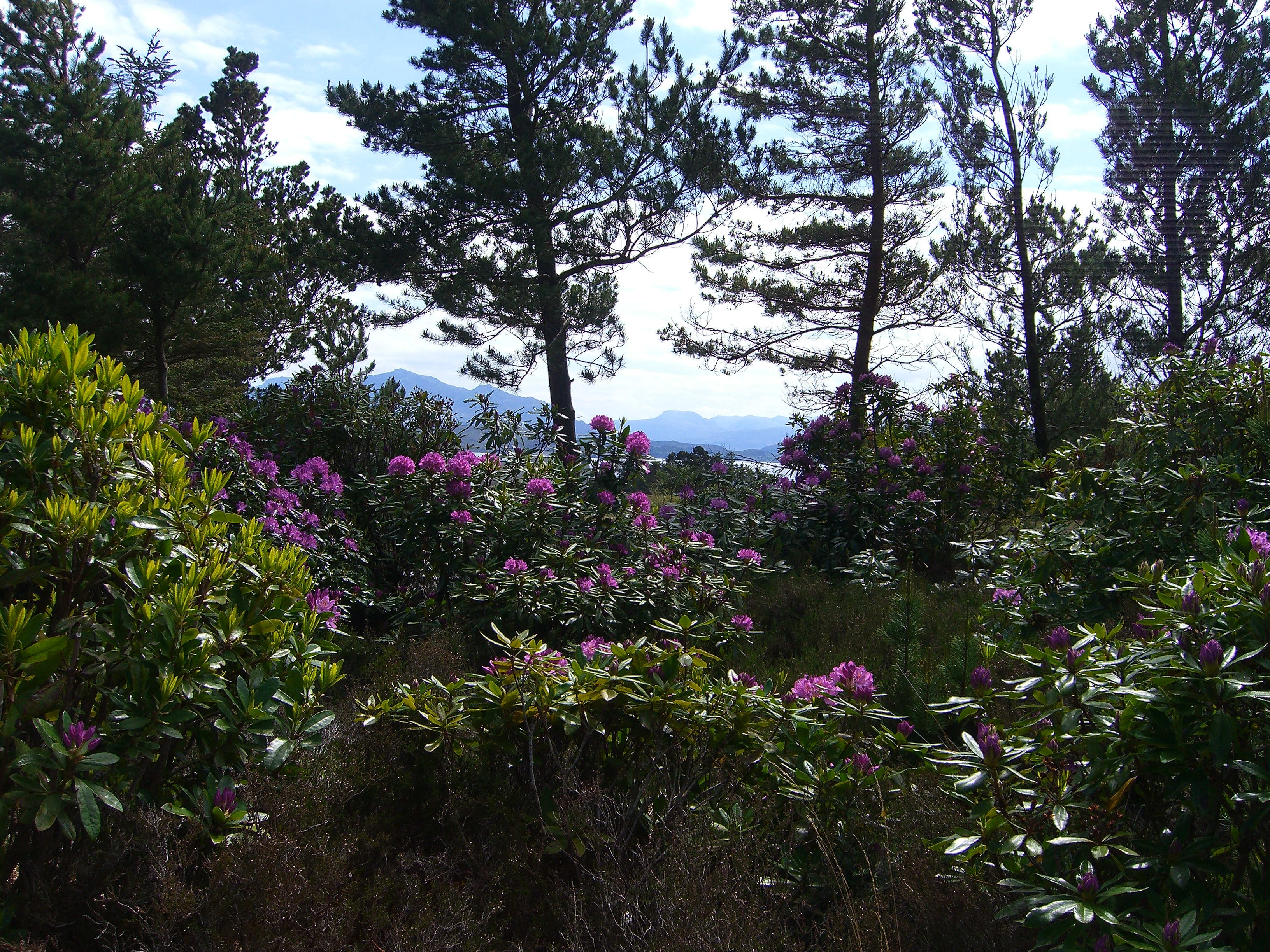 Trees and plants