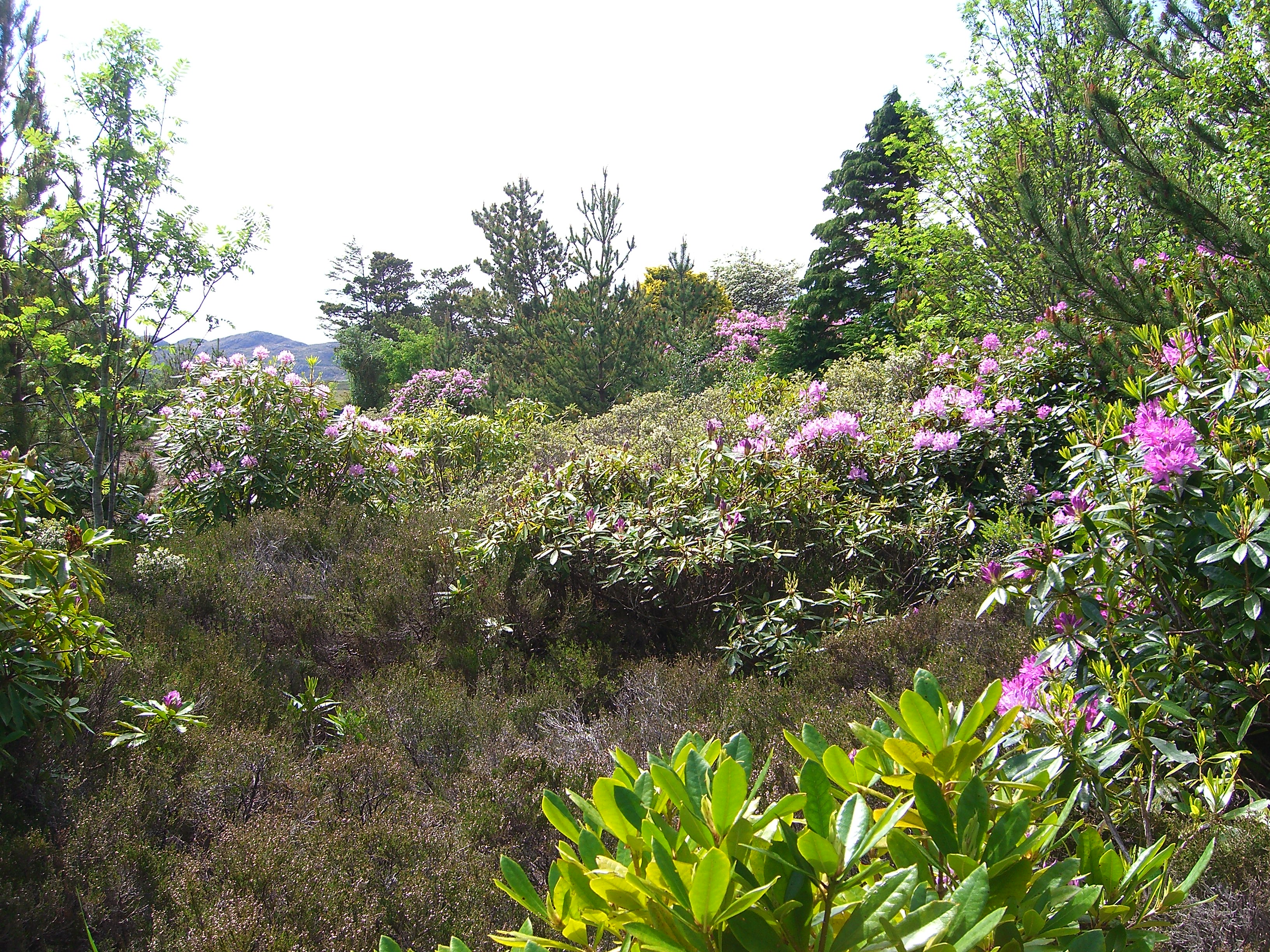 Varied vegetation